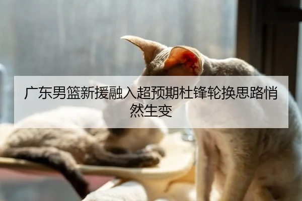 广东男篮新援融入超预期杜锋轮换思路悄然生变